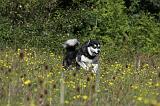 ALASKAN MALAMUTE 347